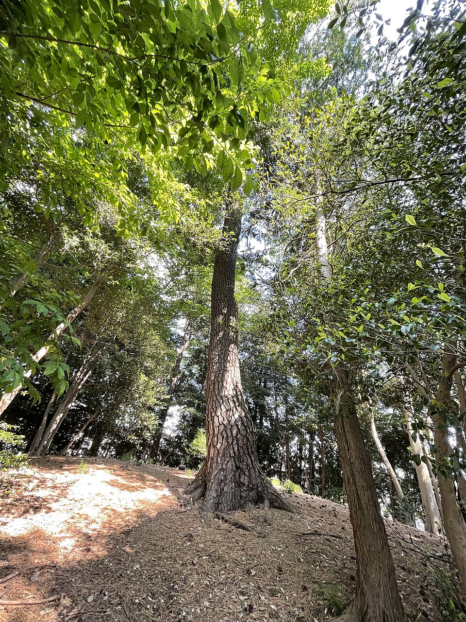 兜塚古墳の写真