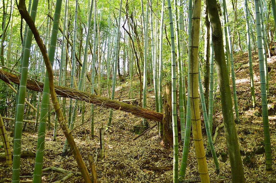 石上大塚古墳の写真